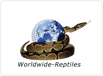 Worldwide Reptiles Logo
